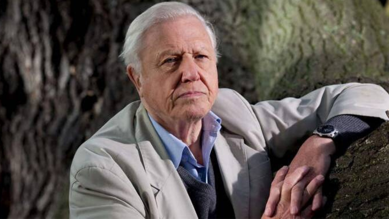 Robert Attenborough Wiki/Biography